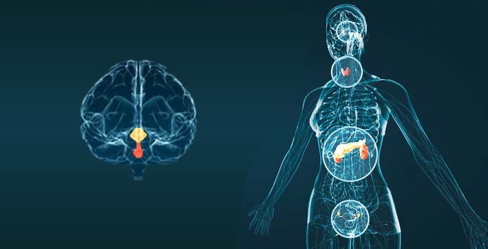 Manejo práctico de los síndromes endocrinológicos en Ginecología.